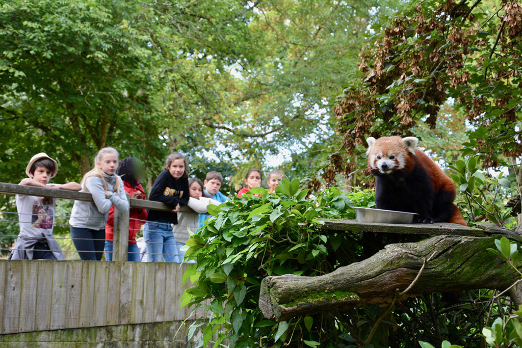 Panda roux ecole de la nature séjour