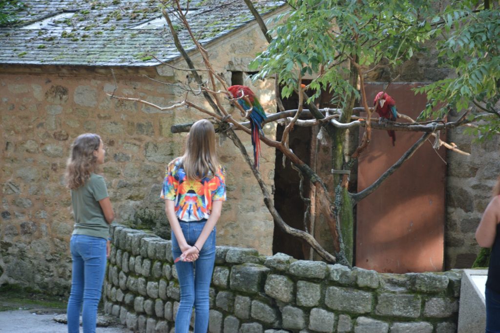 observation animaux